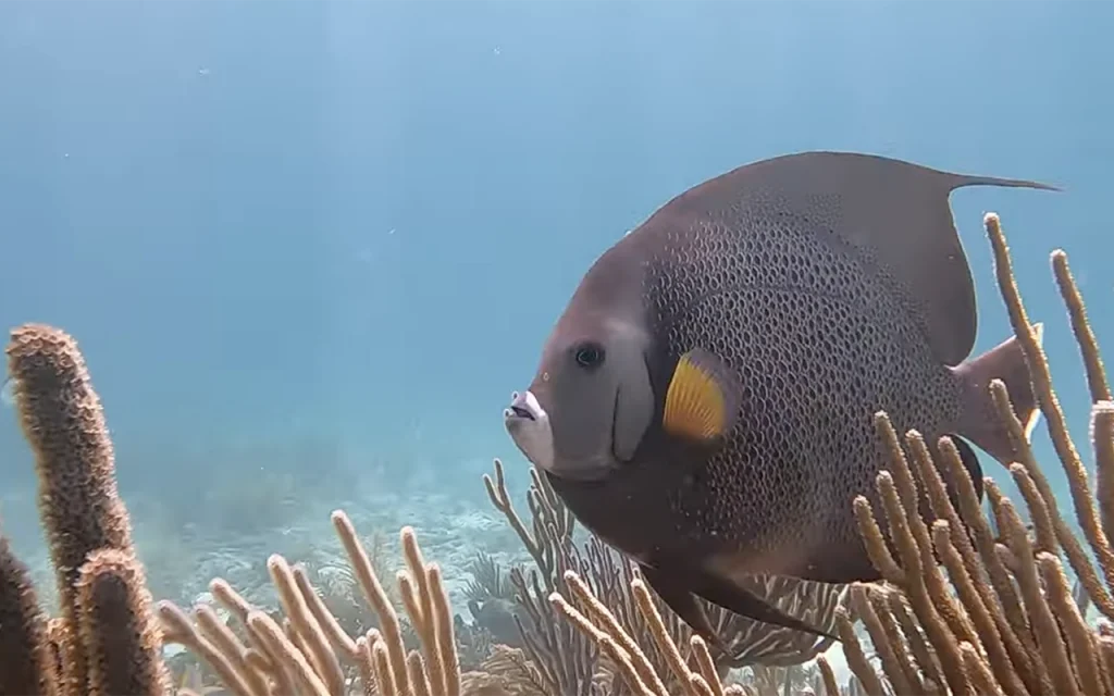 Morada Reef Islamorada