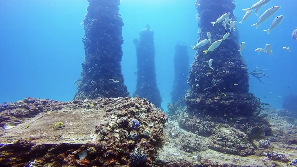 Neptune Memorial Reef