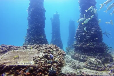 Neptune Memorial Reef Miami: Diving Guide & Tips