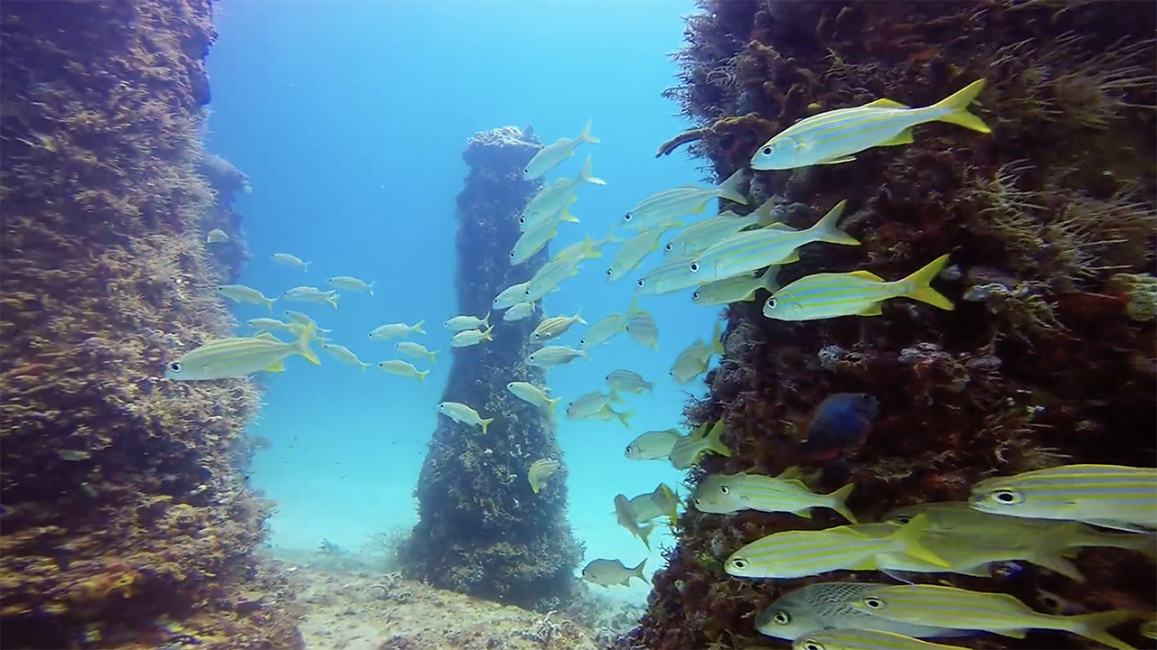 Neptune Memorial Reef Florida