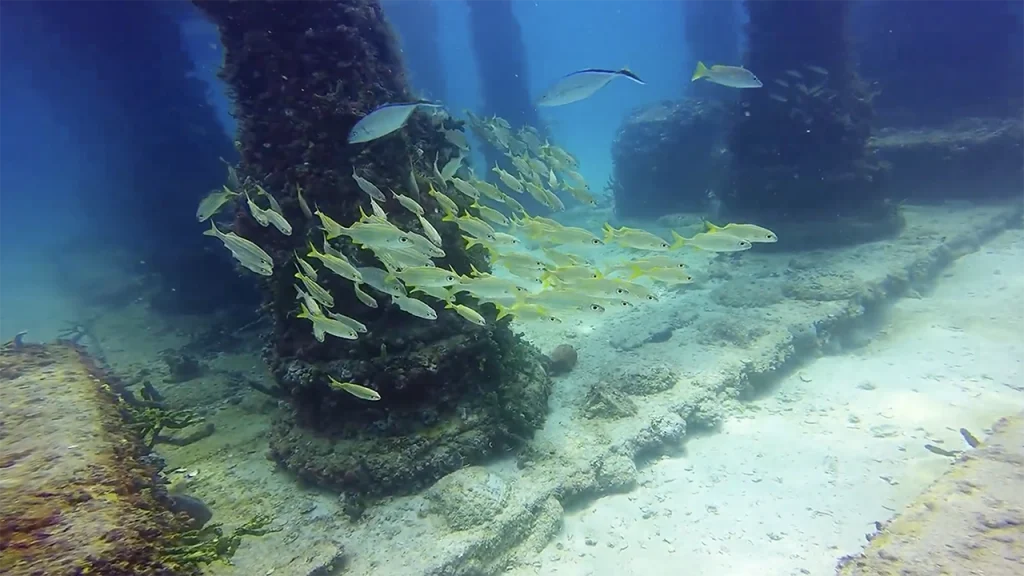 Neptune Memorial Reef Miami