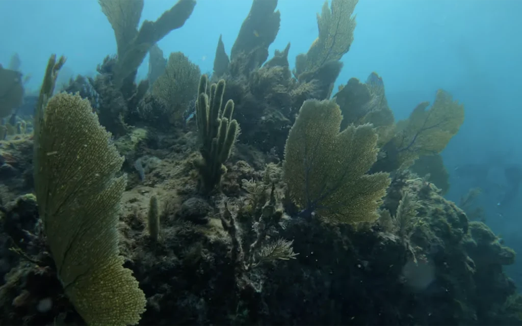 North Dry Rocks Key Largo