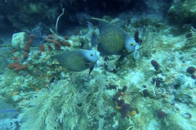 Top North North Dry Rocks Scuba Diving in Key Largo