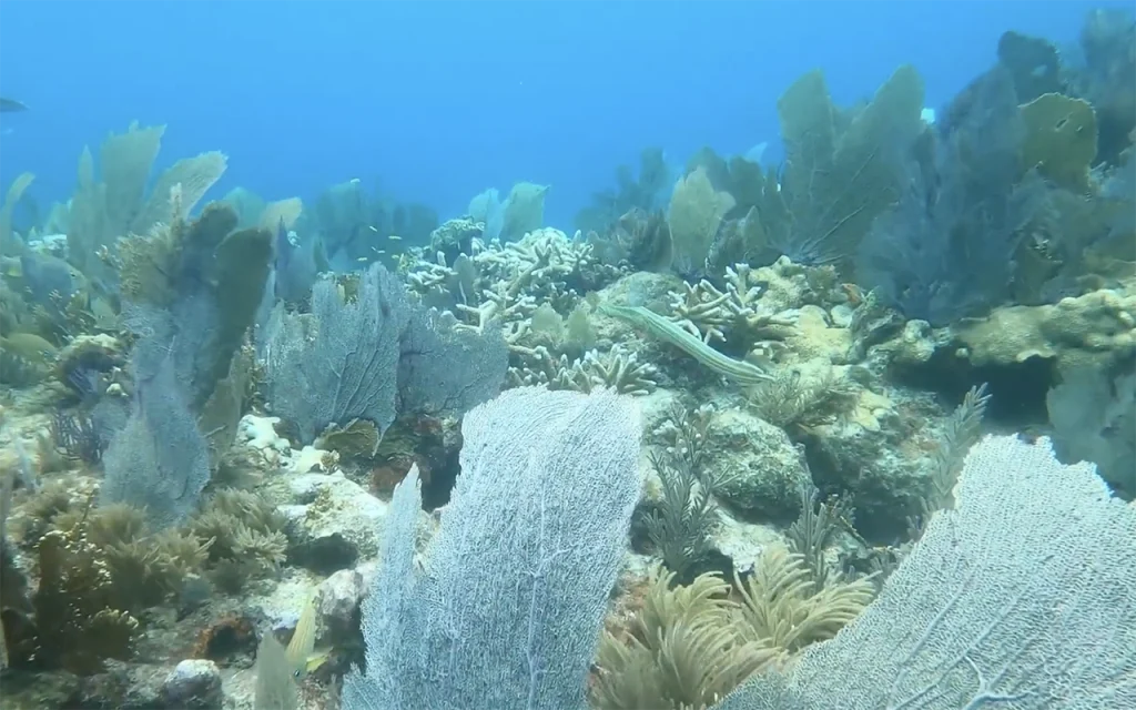 North North Dry Rocks Key Largo