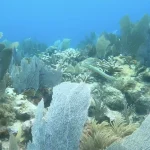 Watsons Reef