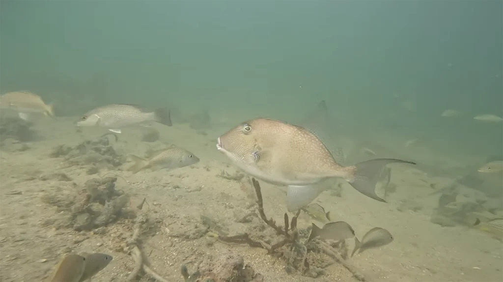 Rickenbacker Fishing Pier