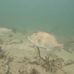 Rickenbacker Fishing Pier