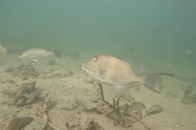 Rickenbacker Fishing Pier: Scuba Diving Guide & Tips