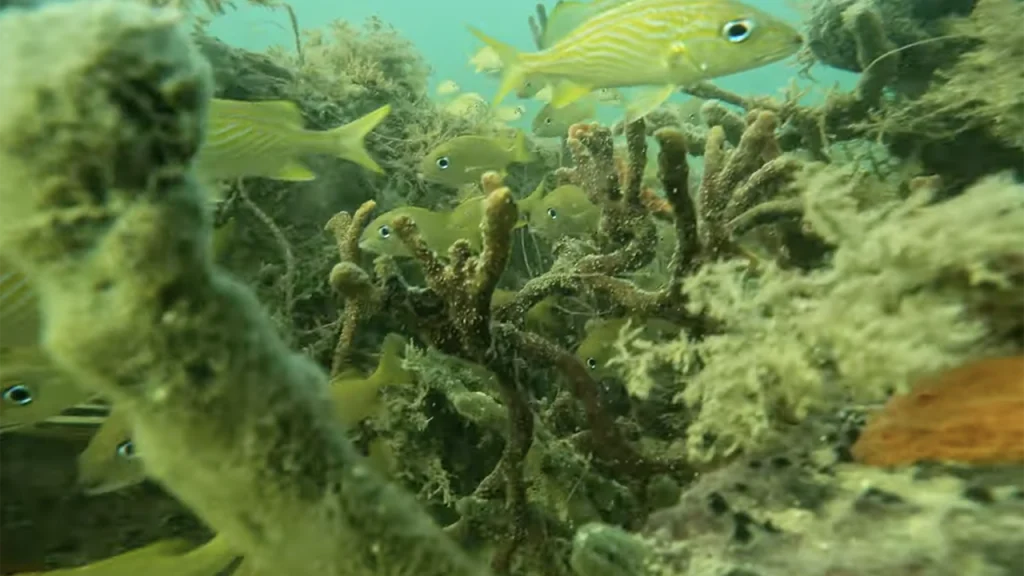 Rickenbacker Fishing Pier Florida