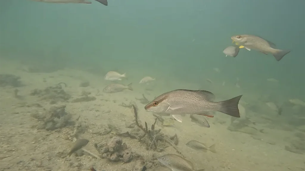 Rickenbacker Fishing Pier Miami