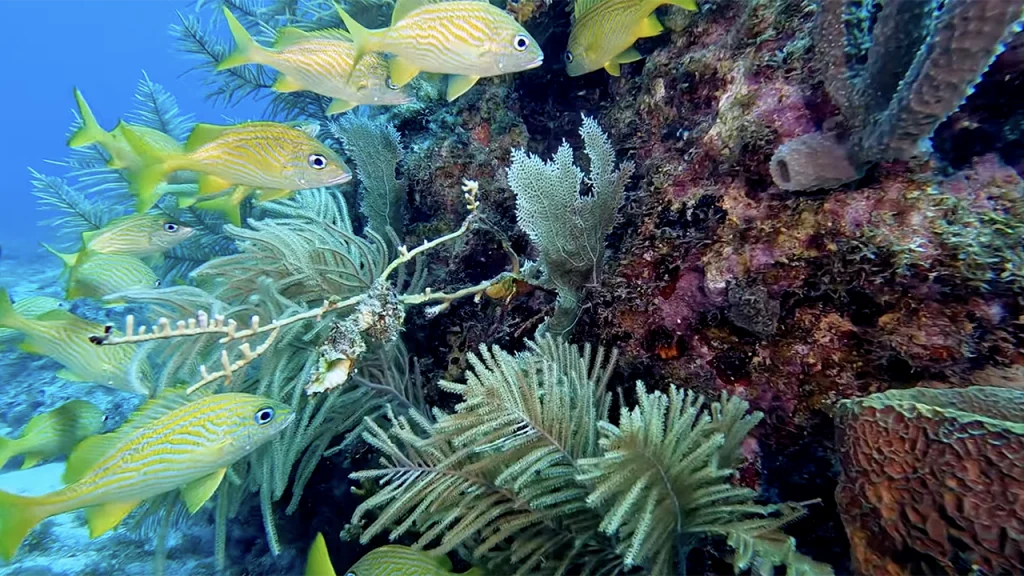 Rocky Reef Florida