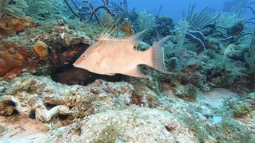 Rocky Reef Miami