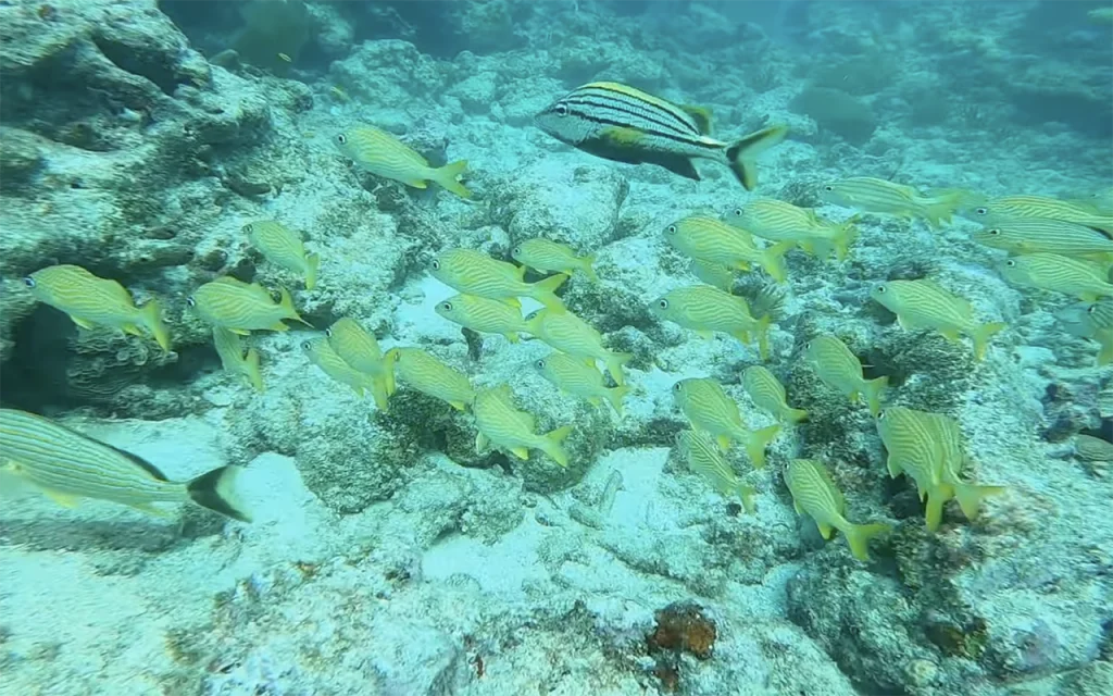 Sambo Reefs Florida