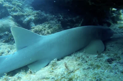 Second Reef Line Fort Lauderdale: Diving Tips