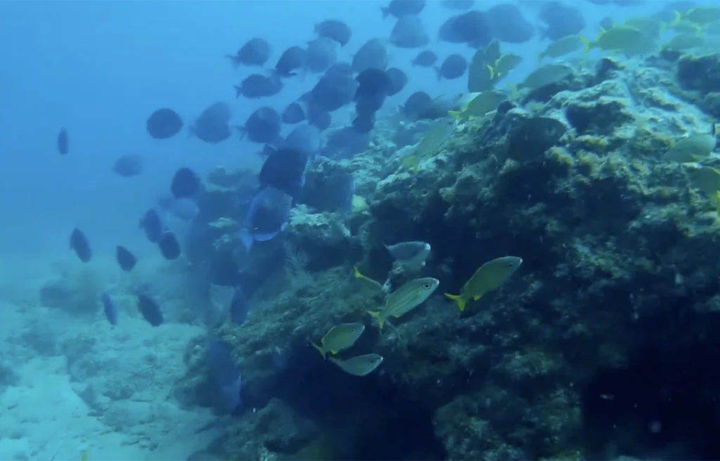 Second Reef Line Florida