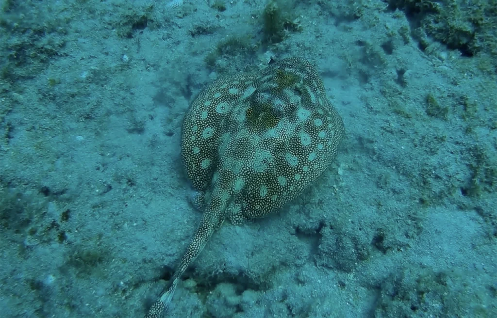 Second Reef Line Fort Lauderdale