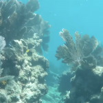 Sombrero Reef Florida