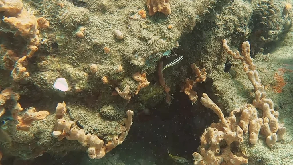 Stargazer Reef Florida