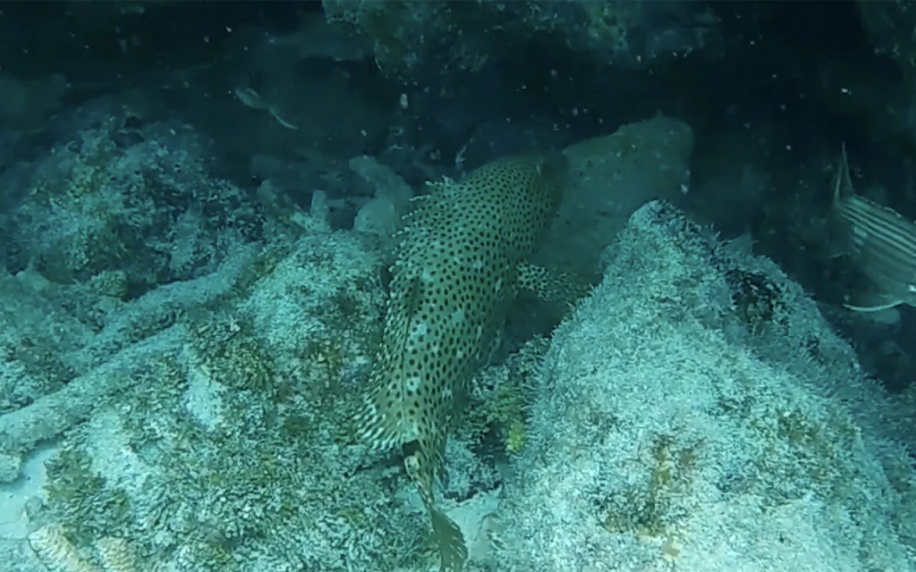 Ten-Fathom Ledge Key West