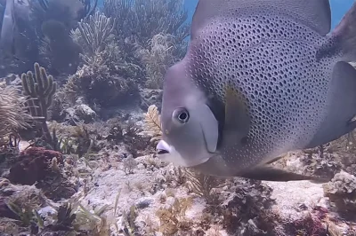 The Drop Islamorada: Diving Guide & Tips