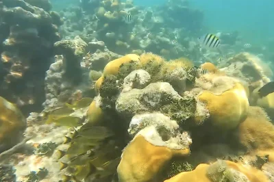 Dive The Dry Tortugas Key West: Guide & Tips