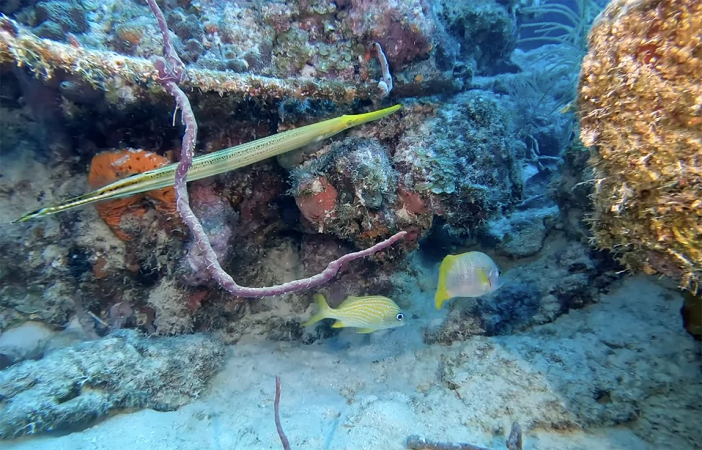 Third Reef Line