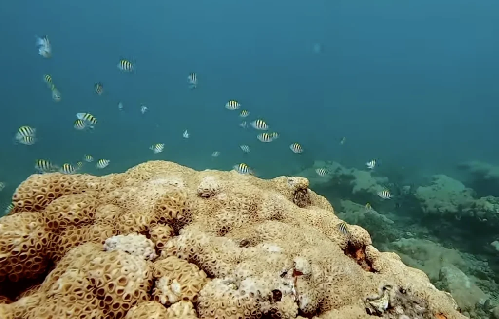 Third Reef Line Florida