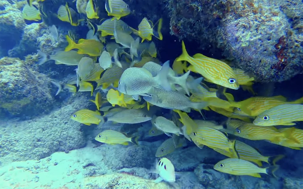 Victory Reef Islamorada