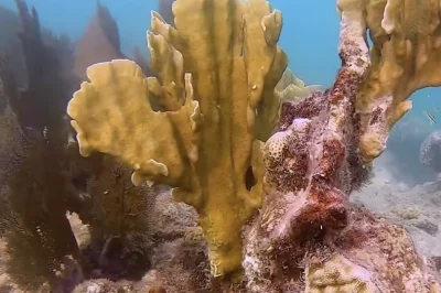 Western Dry Rocks Key Largo Scuba Diving Guide & Tips