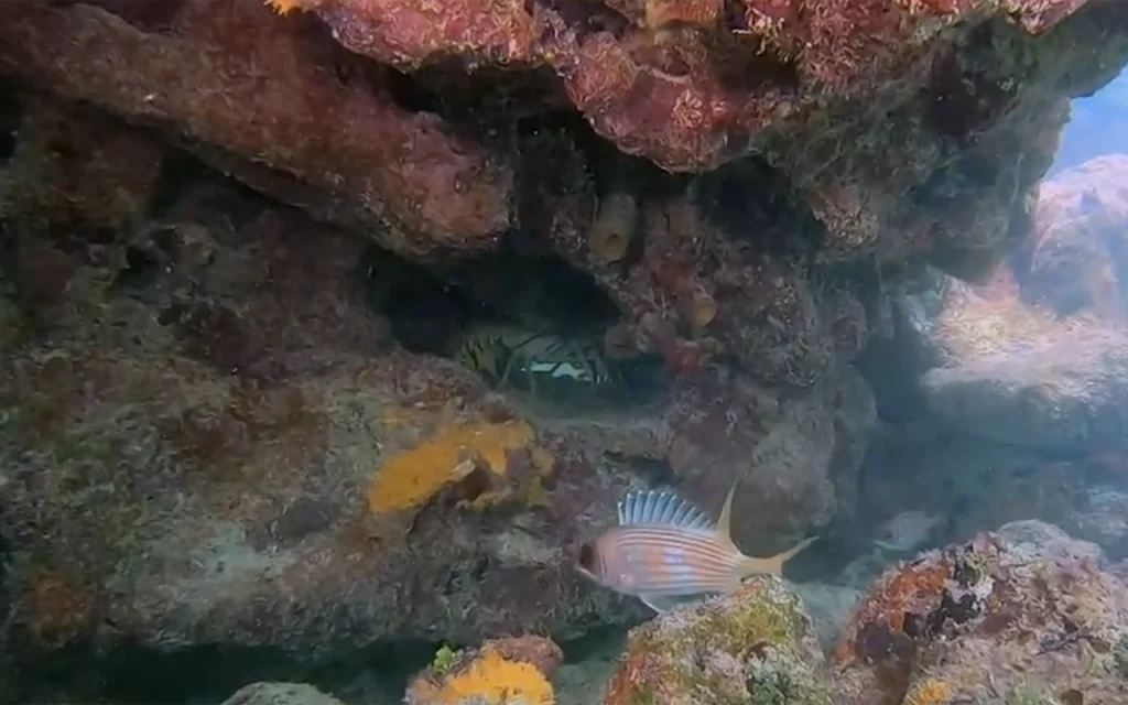 Western Dry Rocks Key Largo