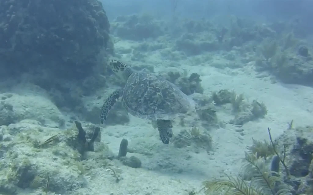 Western Sambo Reef Reserve