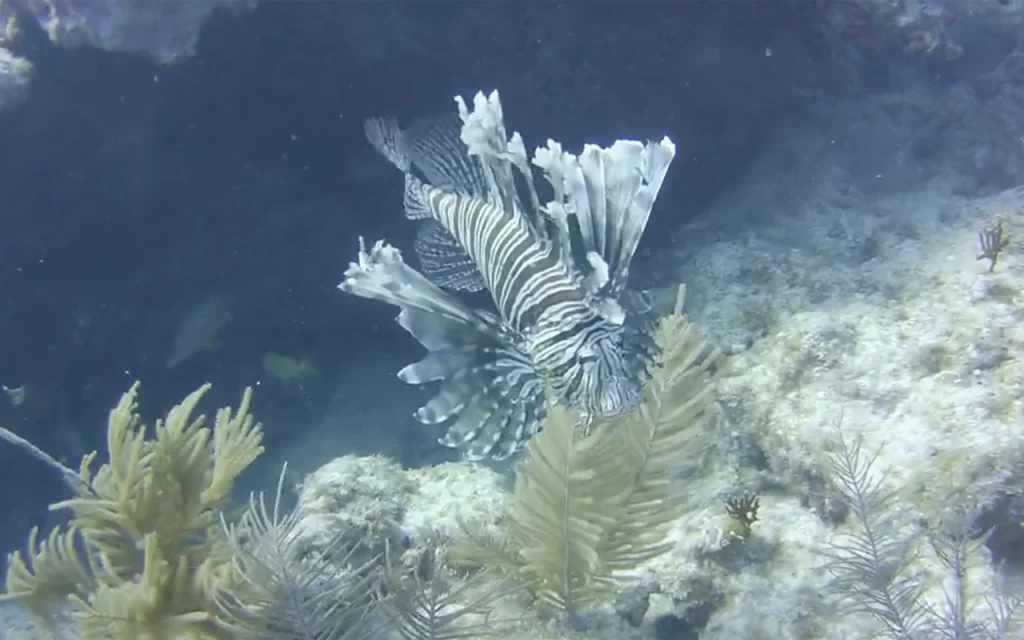 Western Sambo Reef Reserve Florida