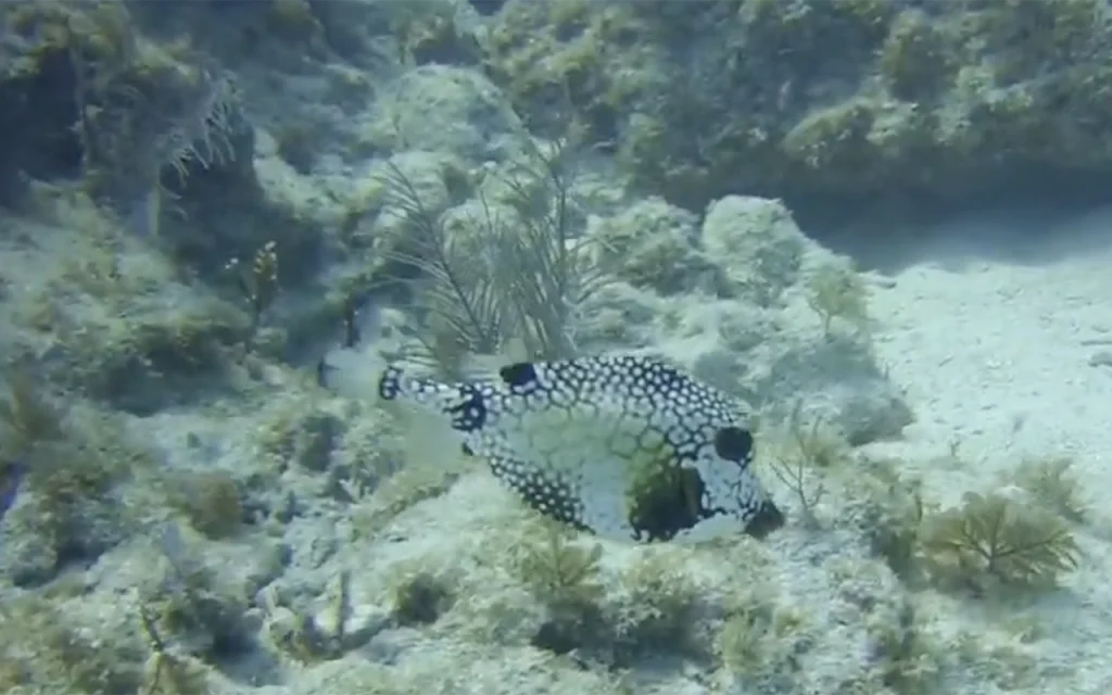 Western Sambo Reef Reserve Key West