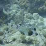 Western Sambo Reef Reserve Key West