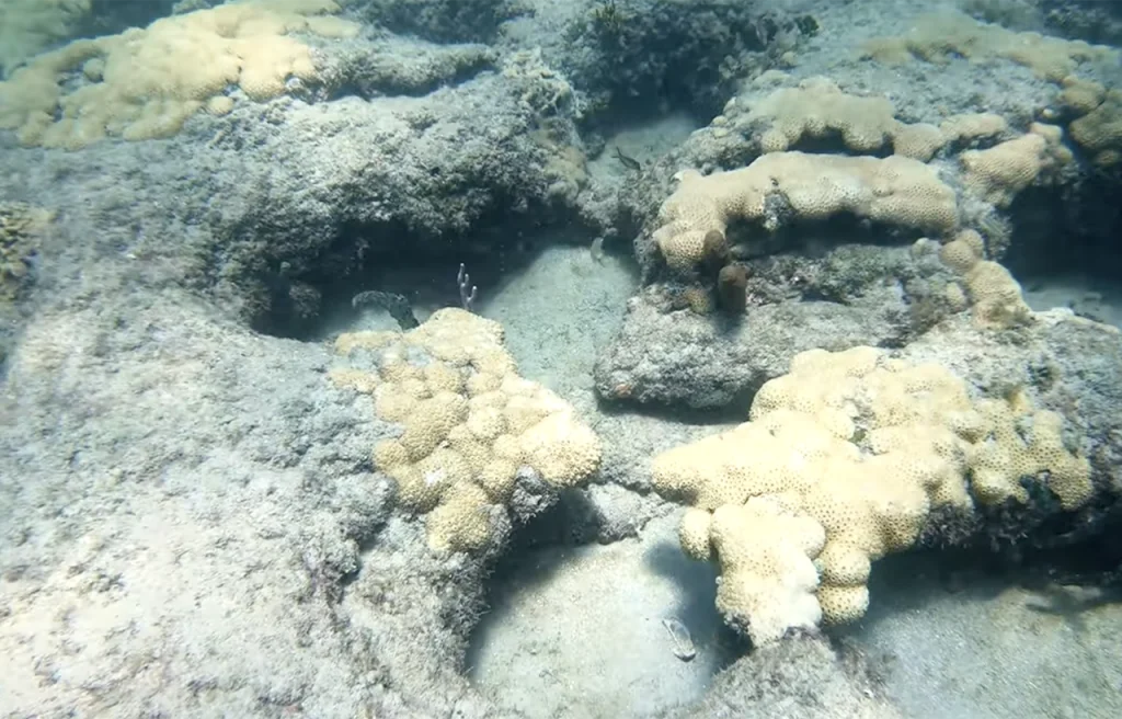 Antenna Reef Florida