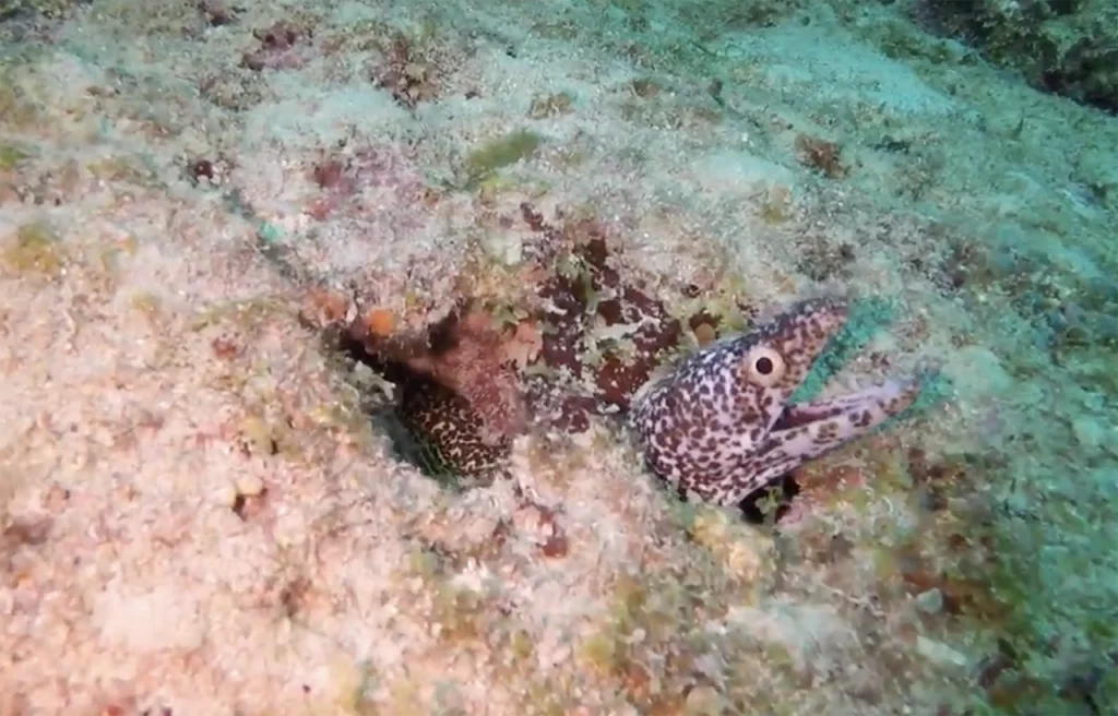 Boca Artificial Reef Ledge Florida