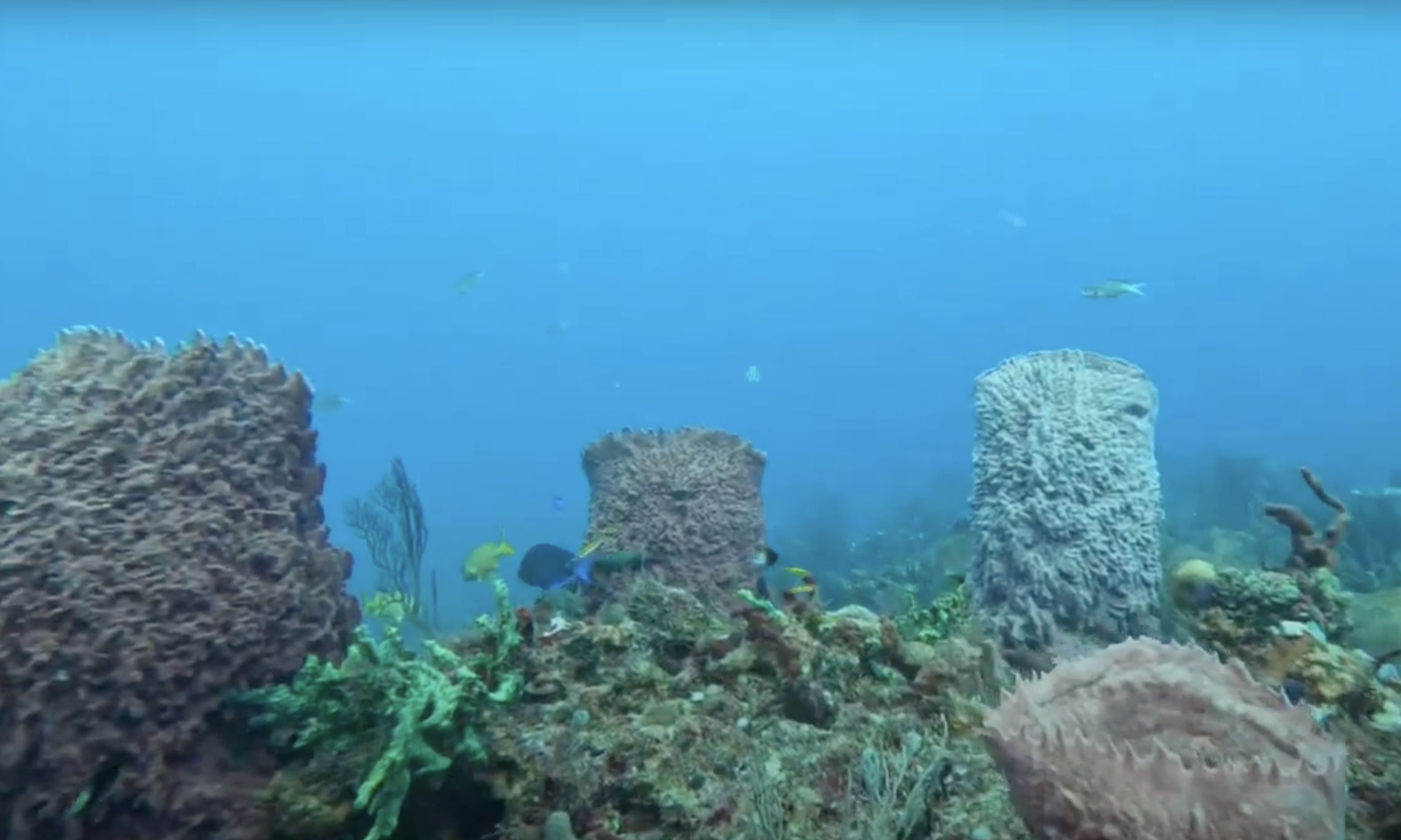 Briny Breezes Reef Boynton Beach: Diving Guide & Tips