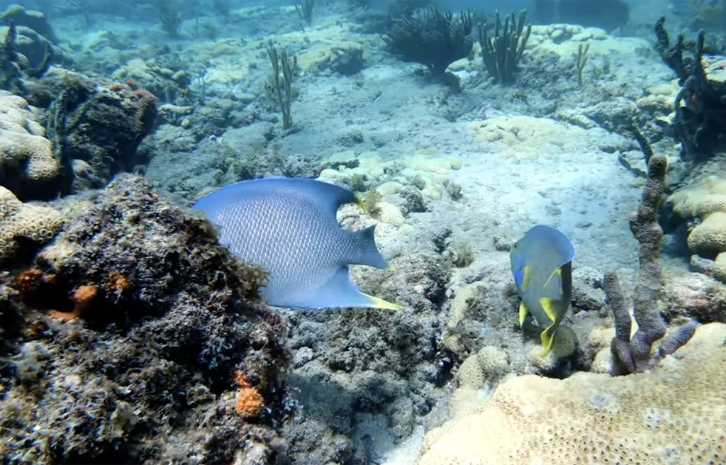 Coral Gardens