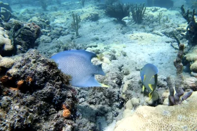 Coral Gardens Fort Lauderdale: Diving Guide & Tips