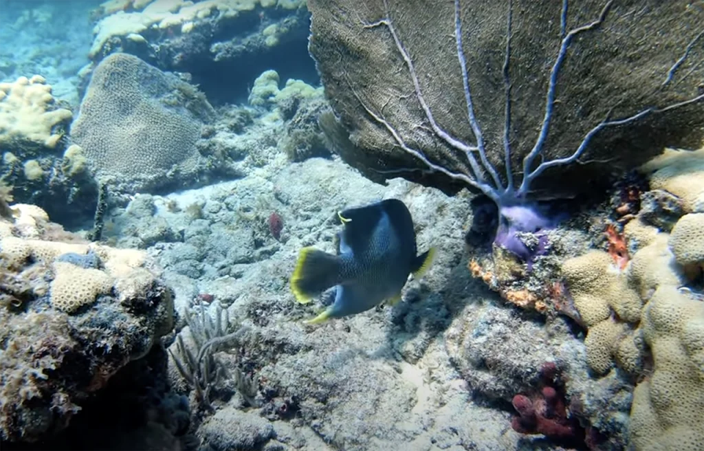 Coral Gardens Fort Lauderdale