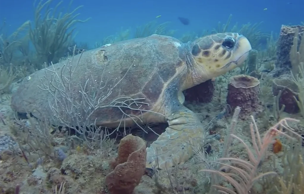 Finks Grouper Hole