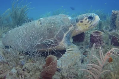 Finks Grouper Hole Delray Beach: Super Dive Guide & Tips