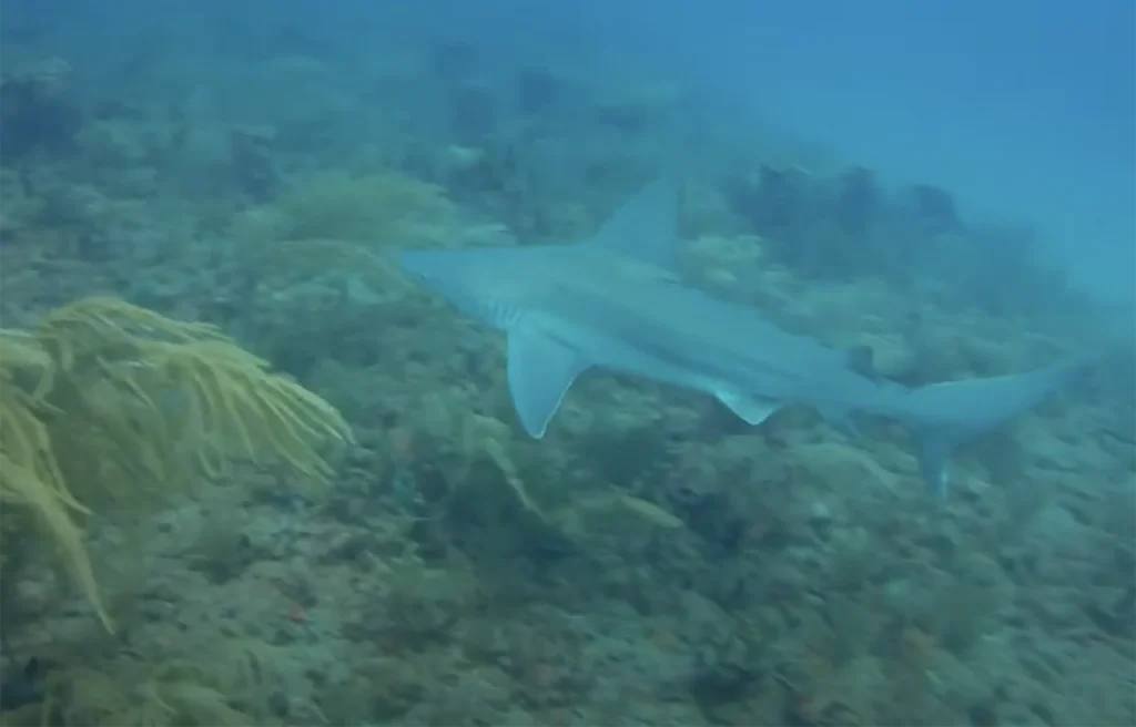 Finks Grouper Hole Florida