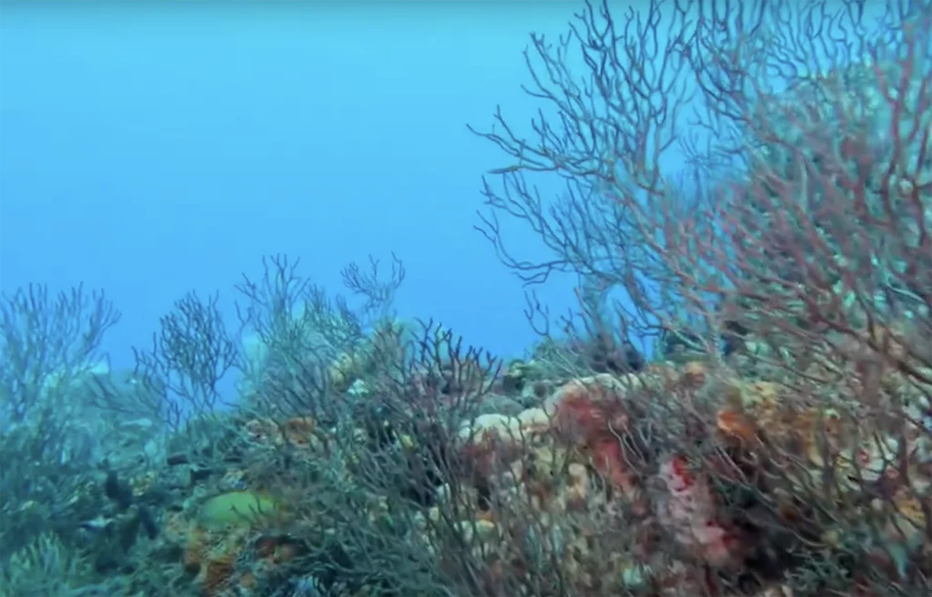 Gazebo Reef Florida