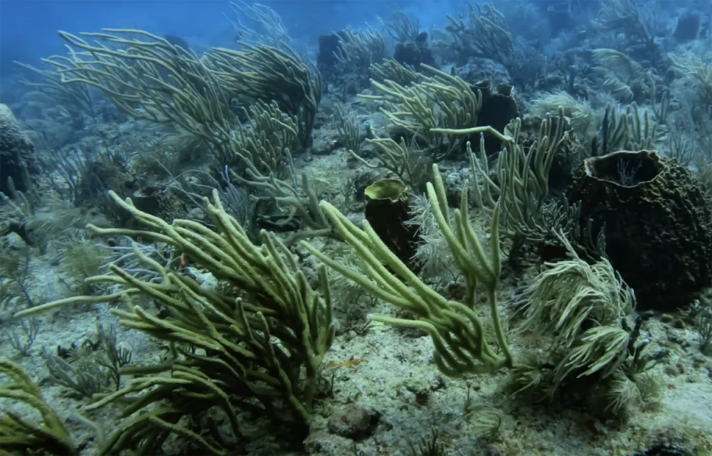 Gulfstream Ledge Florida