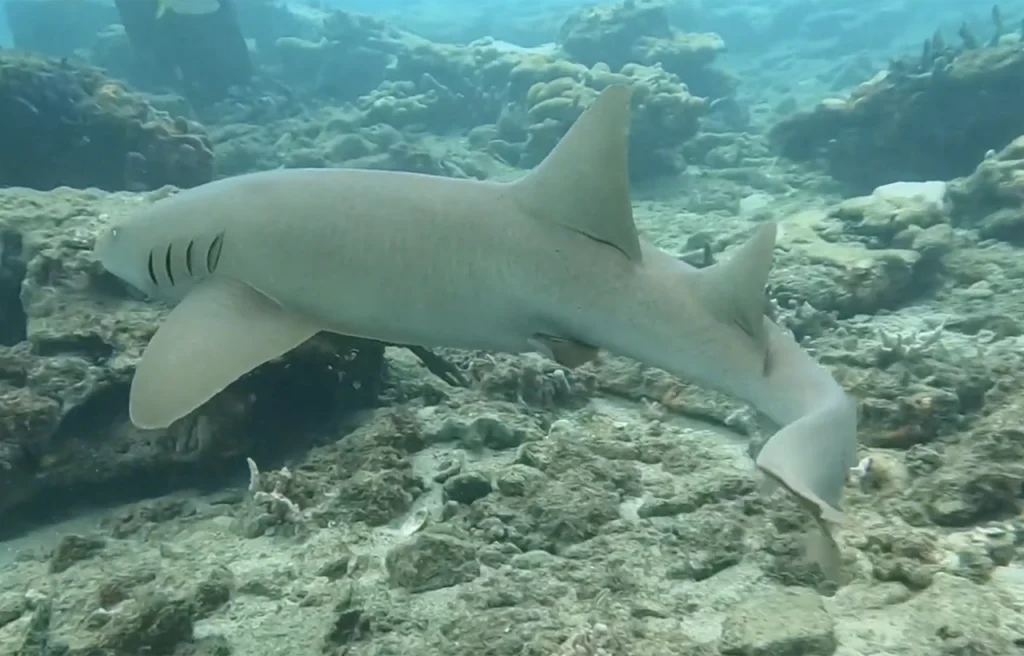 Hall of Fame Reef Florida