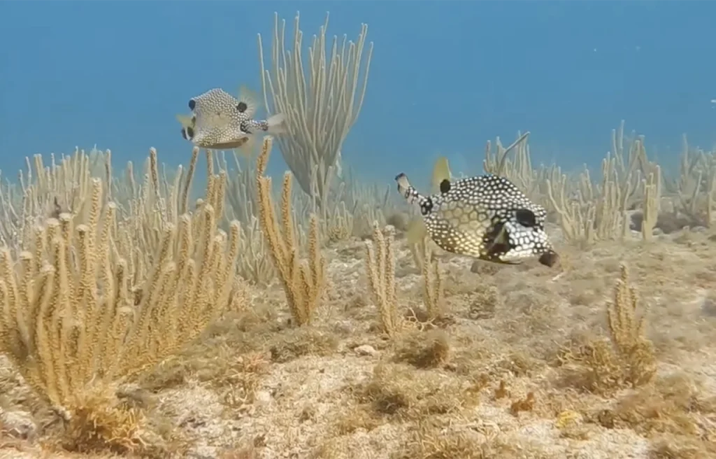 Hall of Fame Reef Fort Lauderdale