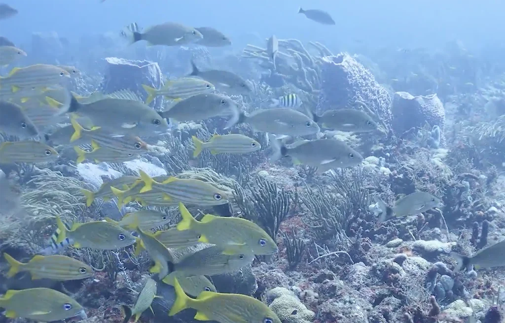 Horseshoe Reef Florida