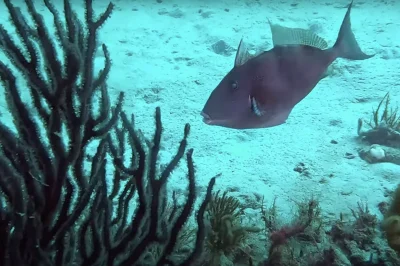 Diving Juno Ledge Juno Beach: