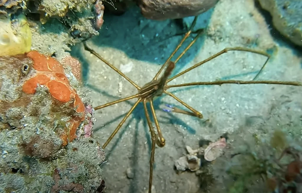 Juno Ledge Florida